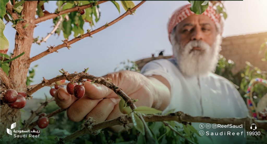 مشروع نوعي في ريف السعودية يرفع كفاءة زراعة أنسجة أشجار البُن بنسبة 30%