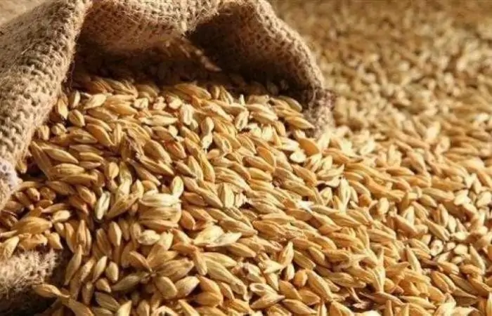 توقعات قياسية: ارتفاع إنتاج واستهلاك الحبوب عالميًا في الموسم الحالي