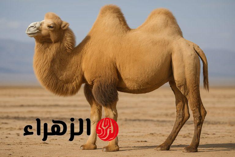 بـ 5 ملايين دولار: قصة أغلى جمل في العالم يهز السعودية ودول الخليج.. اكتشف شكله المدهش!